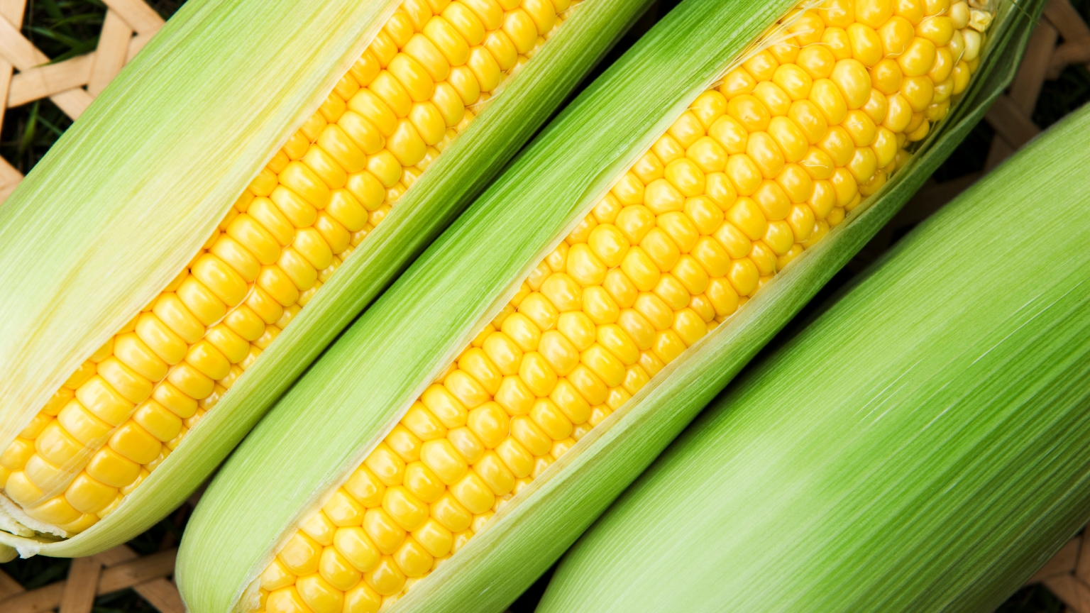 Sweet corn