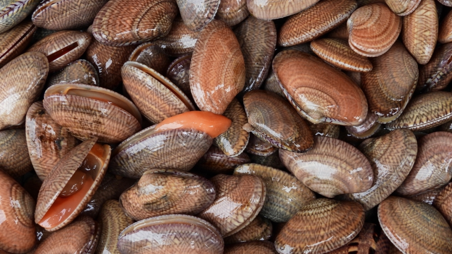 Undulate venus clams