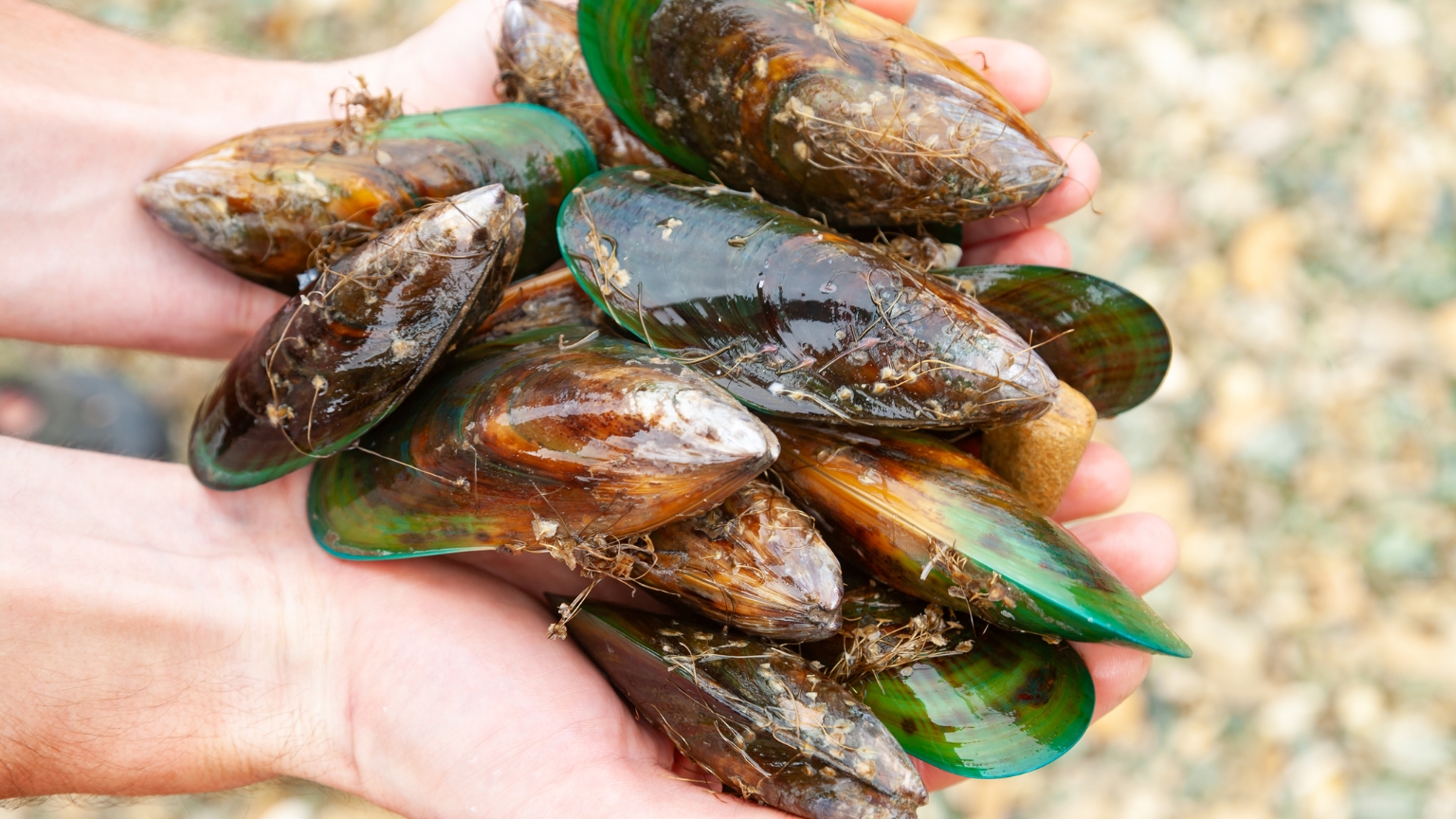 Green mussels